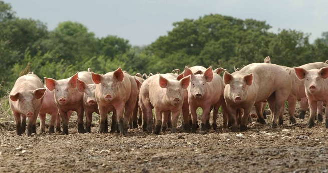 Стоимость килограмма свинины на Камчатке дошла до 900 рублей