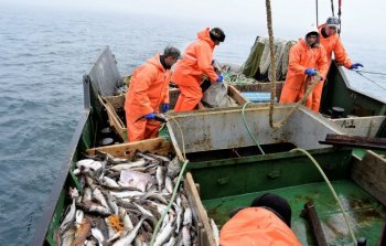 Россия прекратила сотрудничество с Японией по рыболовству