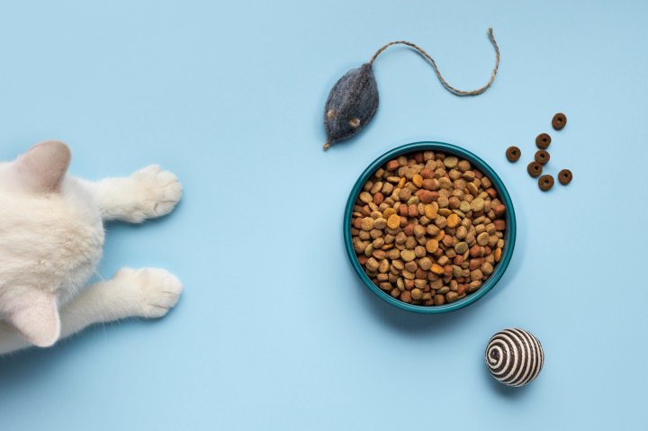 Аналитики «Мегамаркета» назвали самые популярные вкусы корма для питомцев