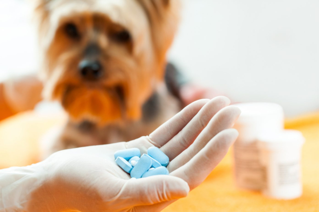 Совфед предложил ограничить ввоз препаратов для животных из недружественных стран