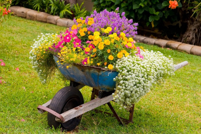 Яндекс Маркет назвал самые популярные цветы для сада
