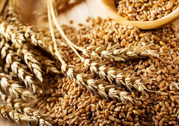 Запасы зерна в сельхозорганизациях РФ к 1 июля выросли на 18,4%