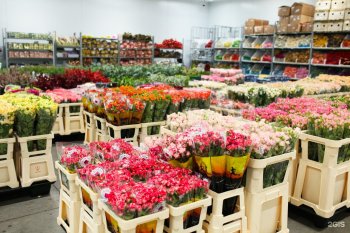 Объем ввоза свежих цветов в Россию в январе-феврале снизился