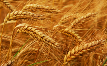 Урожай пшеницы в Евросоюзе может сократиться почти на 5% из-за засухи