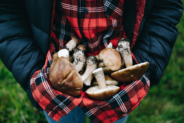 В 2023 году в России будет собрано 800 тыс. тонн грибов