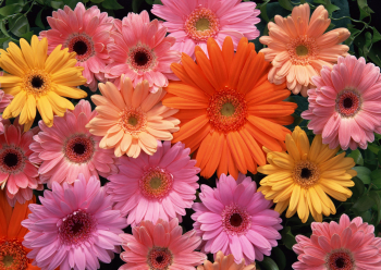 «Яндекс Маркет» поддержит цветочные магазины