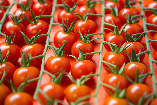 Минсельхоз предложил рассмотреть вариант возобновления поставок томатов из Турции в межсезонье