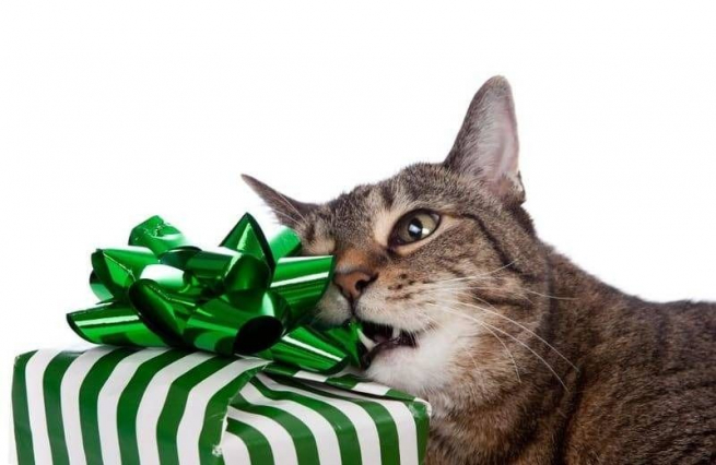Больше половины владельцев домашних животных планируют купить им подарок на Новый год