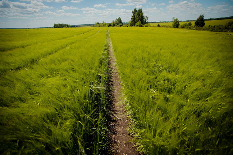 В поисках идеального зерна: как «Балтика» запустила свою аграрную программу, и что из этого получилось