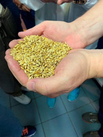 В поисках идеального зерна: как «Балтика» запустила свою аграрную программу, и что из этого получилось