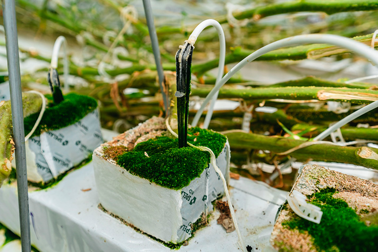 Партнерство «Пятёрочки» и ТК «Кедр» в производстве томатов: в чем выгода для обеих сторон