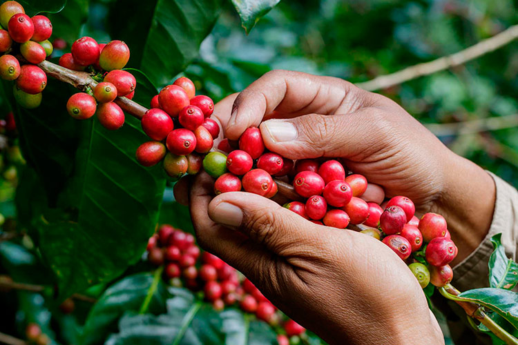 Дорогие ягоды: из-за политики в Эфиопии в России снова может подорожать кофе