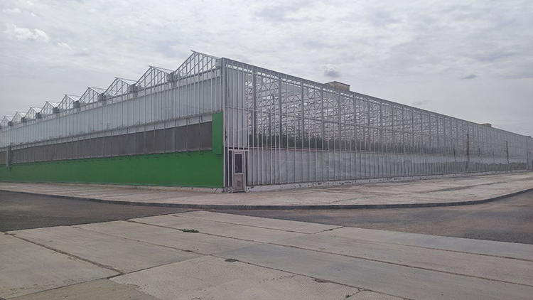 Партнерство «Пятёрочки» и ТК «Кедр» в производстве томатов: в чем выгода для обеих сторон