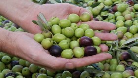 Цены на оливковое масло находятся на рекордных максимумах