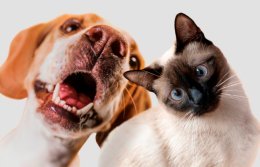 Содержание кошки обходится россиянам дешевле собак – исследование.jpg