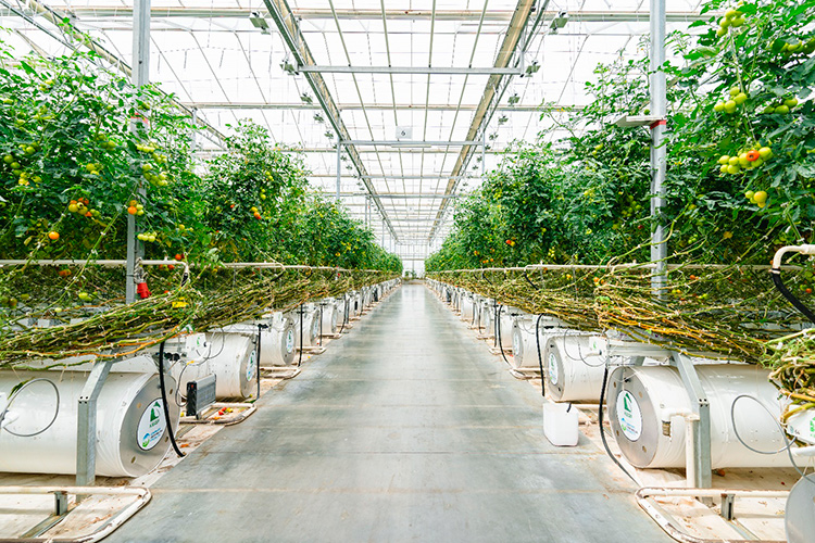 Партнерство «Пятёрочки» и ТК «Кедр» в производстве томатов: в чем выгода для обеих сторон