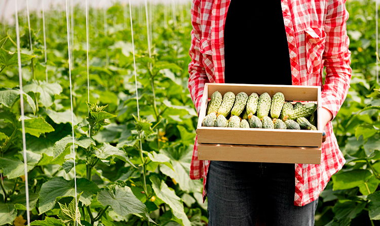 Огуречный ценовой шок: почему килограмм овощей стал дороже свинины и при чем тут срезка