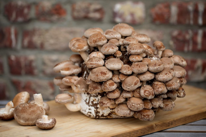 Россияне скупают экзотические грибы и мицелий на маркетплейсах