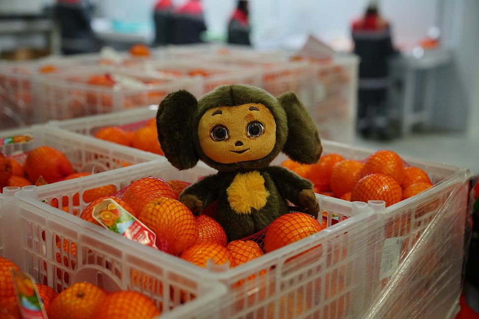 Х5 запустила первый на Дальнем Востоке РЦ «Пятёрочки» (ФОТО) - №13